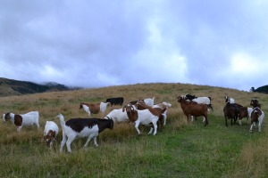 goats.JPG
